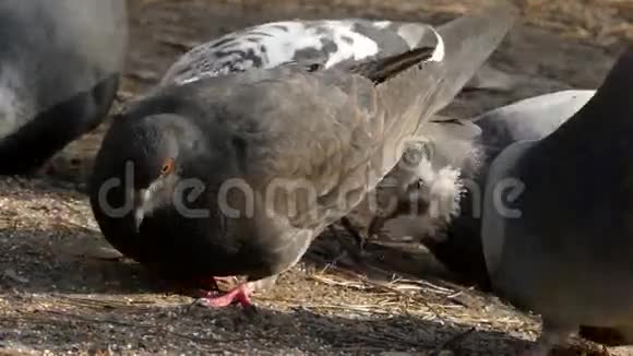 有趣的灰鸽子吃种子近距离射击视频的预览图