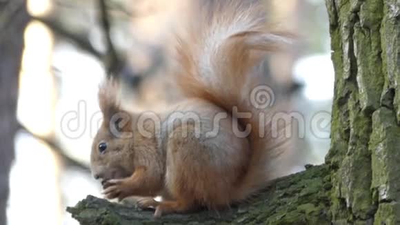 红松鼠坐在树上吃坚果视频的预览图