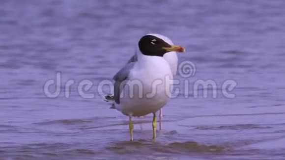 大黑头海鸥伊希雅图站在浅水中视频的预览图