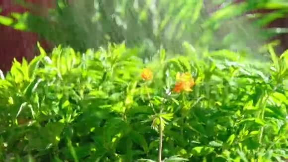 亚洲巨魔橘花视频的预览图