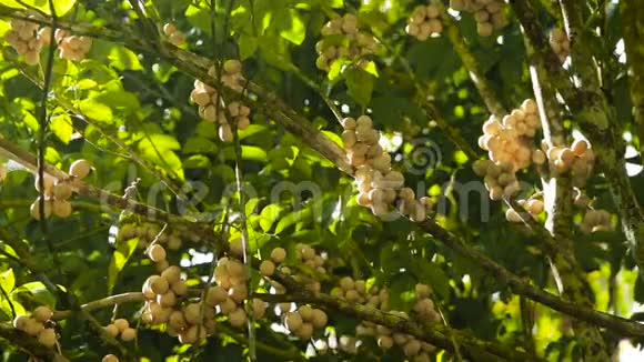 热带水果兰松兰松视频的预览图
