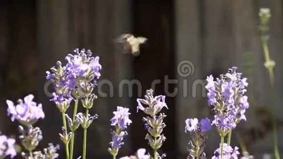 薰衣草花上的蜜蜂视频的预览图