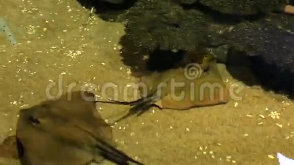 奥塞尔特河黄貂鱼视频的预览图