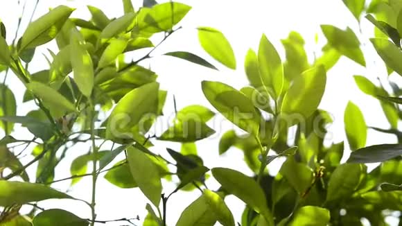 橄榄树树叶视频的预览图
