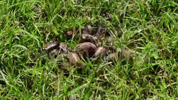 虫子侵入草丛视频的预览图