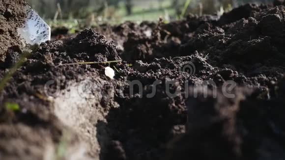 把铁锹把粪肥放进泥土里视频的预览图