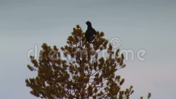 黑松鸡四叶虫坐在树顶上的剪影视频的预览图