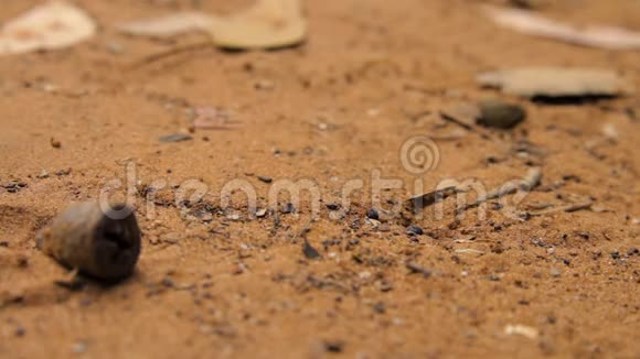 一群棕色蚂蚁在泥土上行走的特写镜头视频的预览图