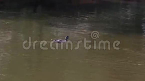 鸭子游到森林湖的中间视频的预览图
