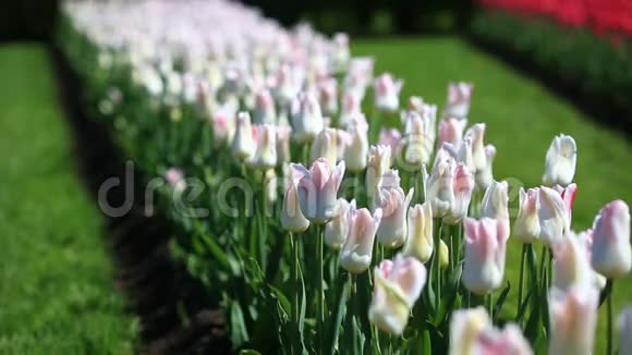 城市公园里许多鲜红色白色和粉红色郁金香花的花坛视频的预览图