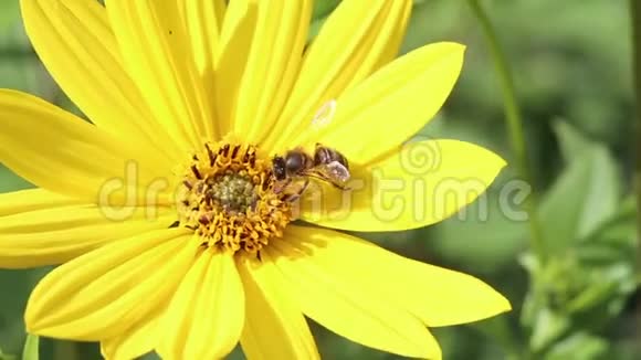 蜜蜂授粉黄色鲁德贝克花视频的预览图