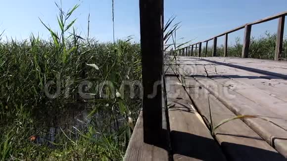 桥穿过湖上的芦苇多莉视频的预览图