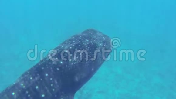 大鲸鲨在浅水中游泳视频的预览图