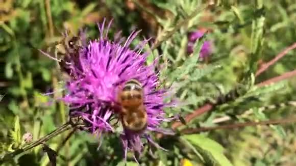 红花上的大蜜蜂靠近视频的预览图
