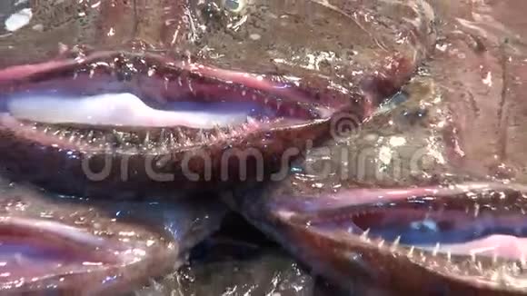 新鲜的海洋鱼放在鱼市的冰上视频的预览图