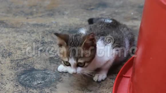 可爱的小猫在水泥地板上视频的预览图