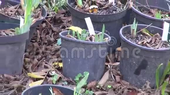 花园中塑料盆中的鸢尾和其他植物视频的预览图