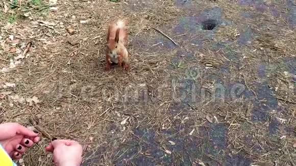 可爱的松鼠动作缓慢适合人类的手然后逃跑视频的预览图