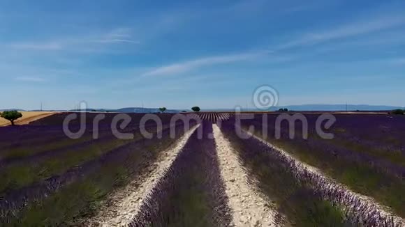 法国的一排排薰衣草无人机镜头视频的预览图