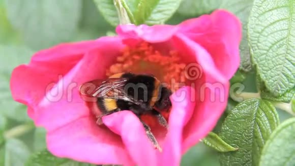 红花蜂收集花粉视频的预览图