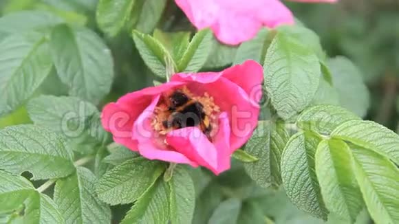 红花蜂收集花粉视频的预览图