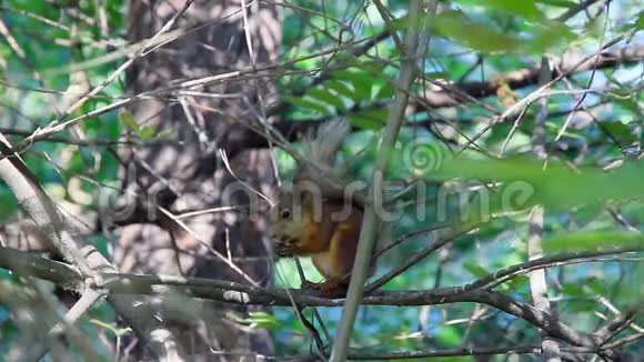 松鼠在树枝上吃坚果视频的预览图