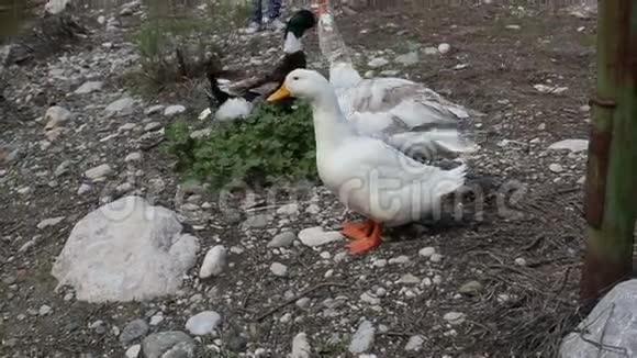 一群五颜六色的鸭子和鹅在水边和山的背景下视频的预览图