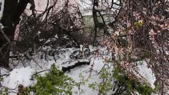 春天暴风雪的后果破碎的开花树雪枝雪和花降雪气候视频的预览图