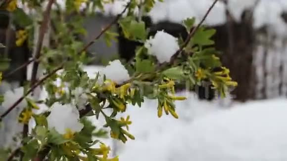 雪中带绿叶的春花雪中的绿色树枝视频的预览图