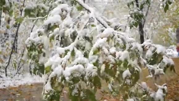 雪从公园里积雪的树枝上缓缓落下视频的预览图