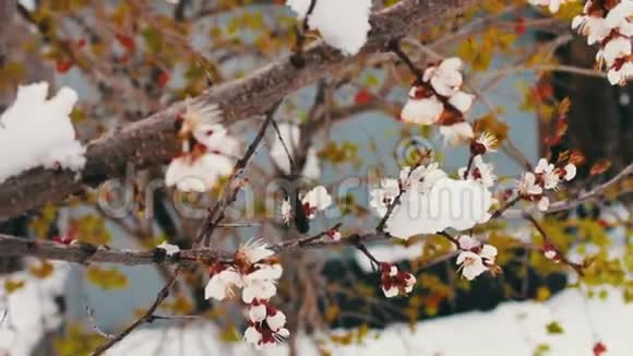 春天开花苹果树枝在雪地里视频的预览图