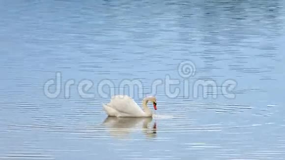 雄伟的天鹅在光滑的水面上游泳阳光反射闪闪发光视频的预览图