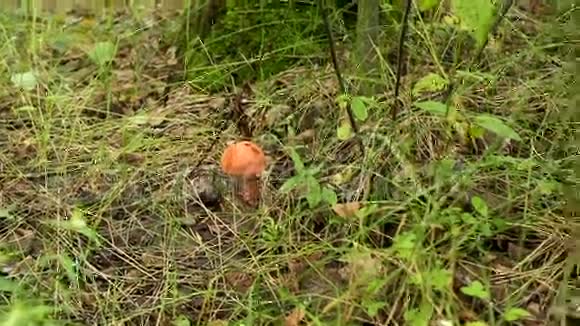 蘑菇在草地上生长视频的预览图