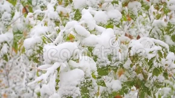 雪从公园里积雪的树枝上缓缓落下视频的预览图