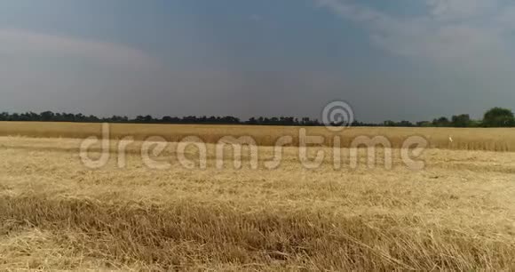黄穗小麦在风中摇摆小麦成熟穗的背景场收获小麦在田间生长空中生长视频的预览图