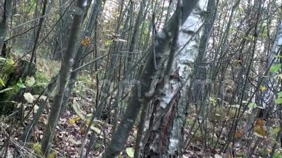 在森林里长满苔藓视频的预览图