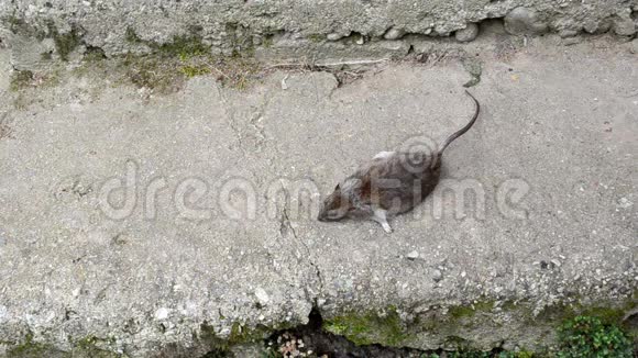 女人手拿死老鼠躺在水泥地下室楼梯上视频的预览图