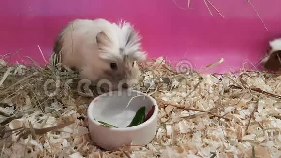 几内亚猪吃黄瓜和甜菜视频的预览图