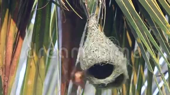 巴亚织女筑巢视频的预览图