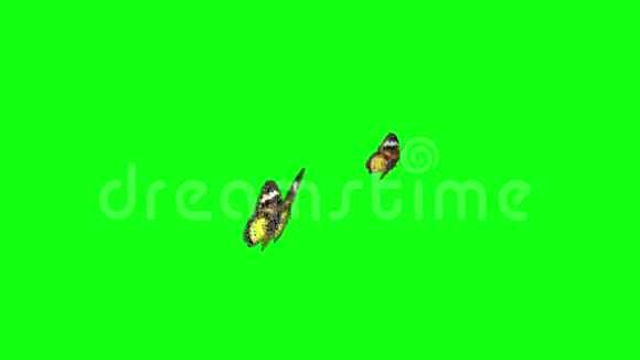 黄蝶绿屏视频的预览图