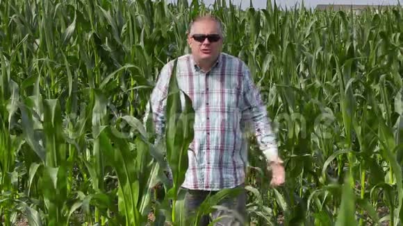 愤怒的农夫说话走过玉米地视频的预览图