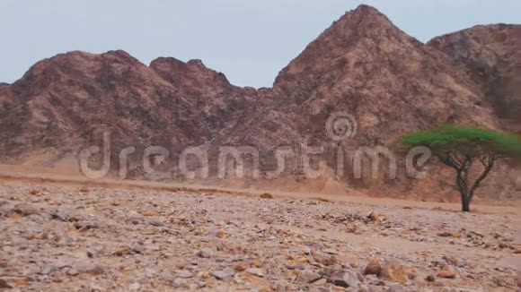 埃及沙漠绿树沙和山视频的预览图