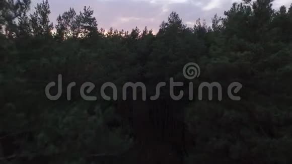 空中无人机在日落的秋天针叶落叶林上射击4K视频的预览图