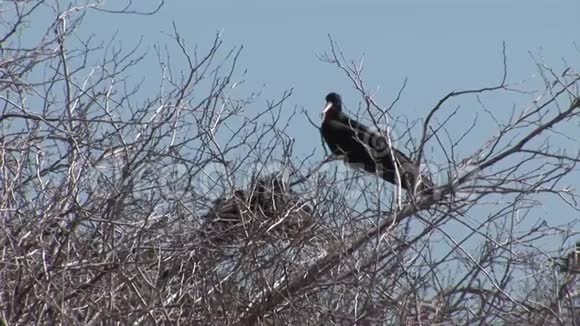 加拉帕戈斯群岛红胸的护卫鸟视频的预览图