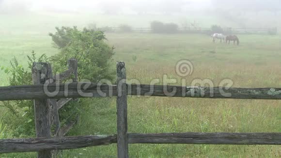 在一片雾蒙蒙的草地上看着一匹匹匹马视频的预览图