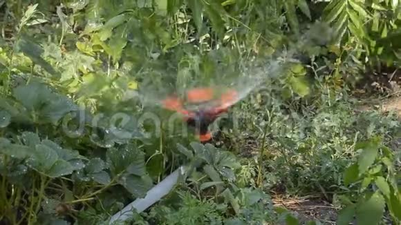 用旋转喷头给草莓浇水在花园里浇水视频的预览图