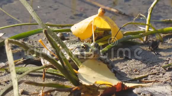 在落黄的叶子旁边的岸边的青蛙视频的预览图