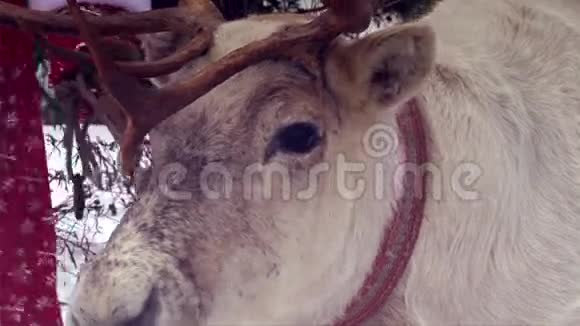 驯鹿把头和脸关起来嚼口背景上的圣诞老人服装视频的预览图