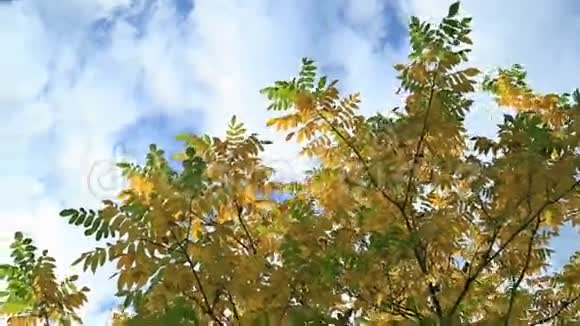 美丽的Autum叶子对天空视频的预览图