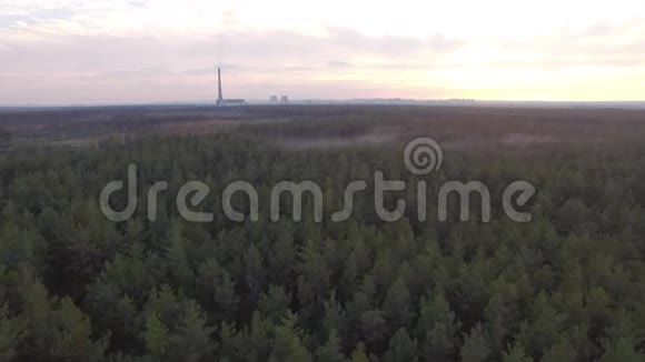 空中无人机在日落的秋天针叶落叶林上射击4K视频的预览图